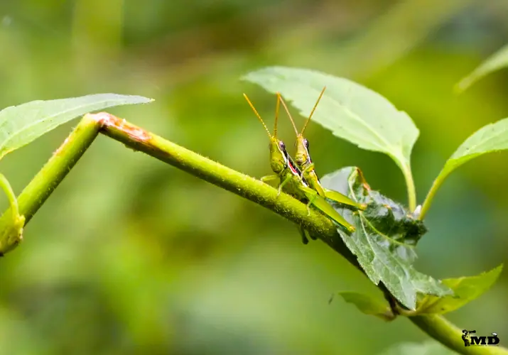 Insects at Parambikulam Tiger Reserve | Kerala | India