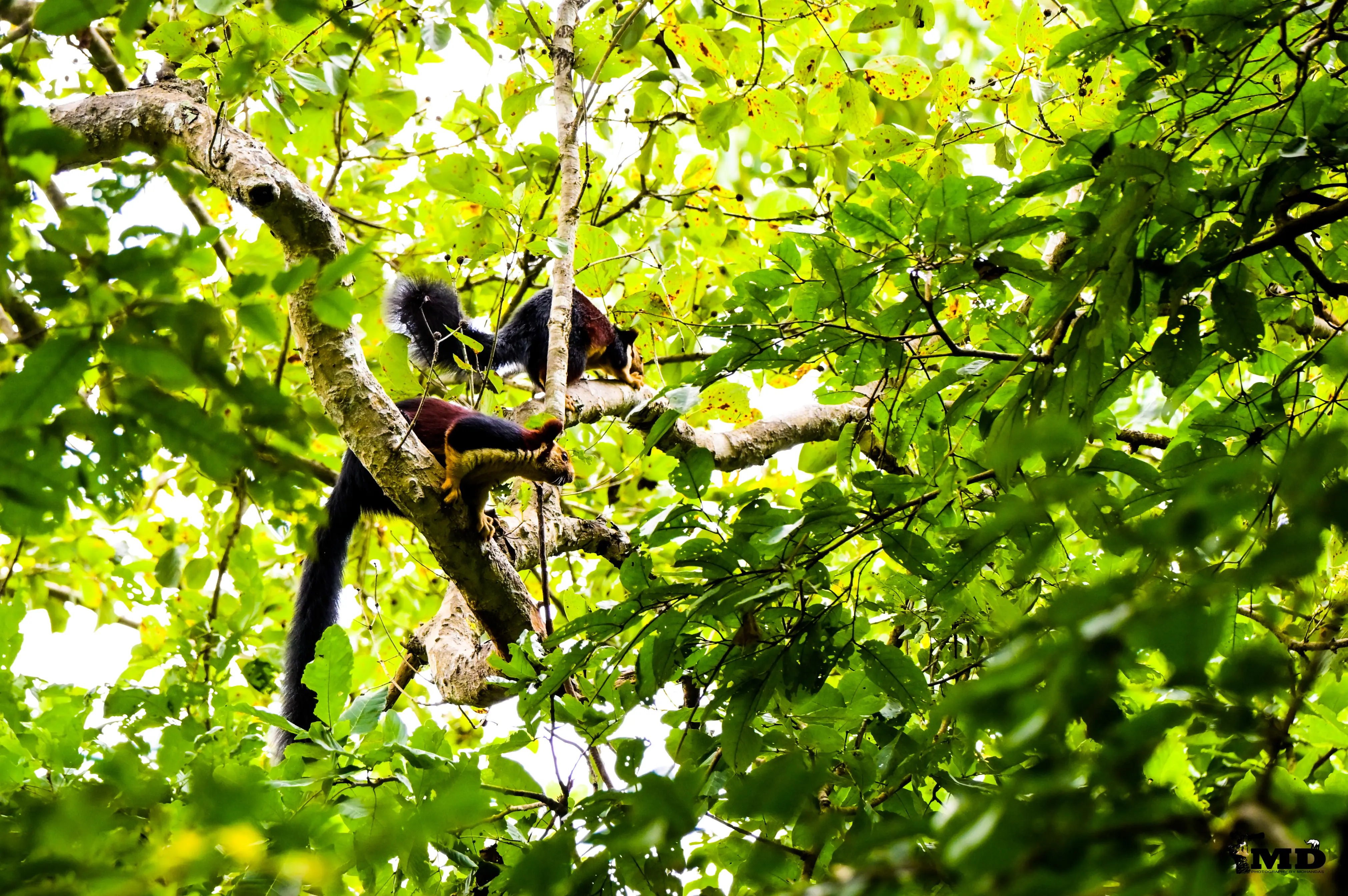Indian giant squirrel
