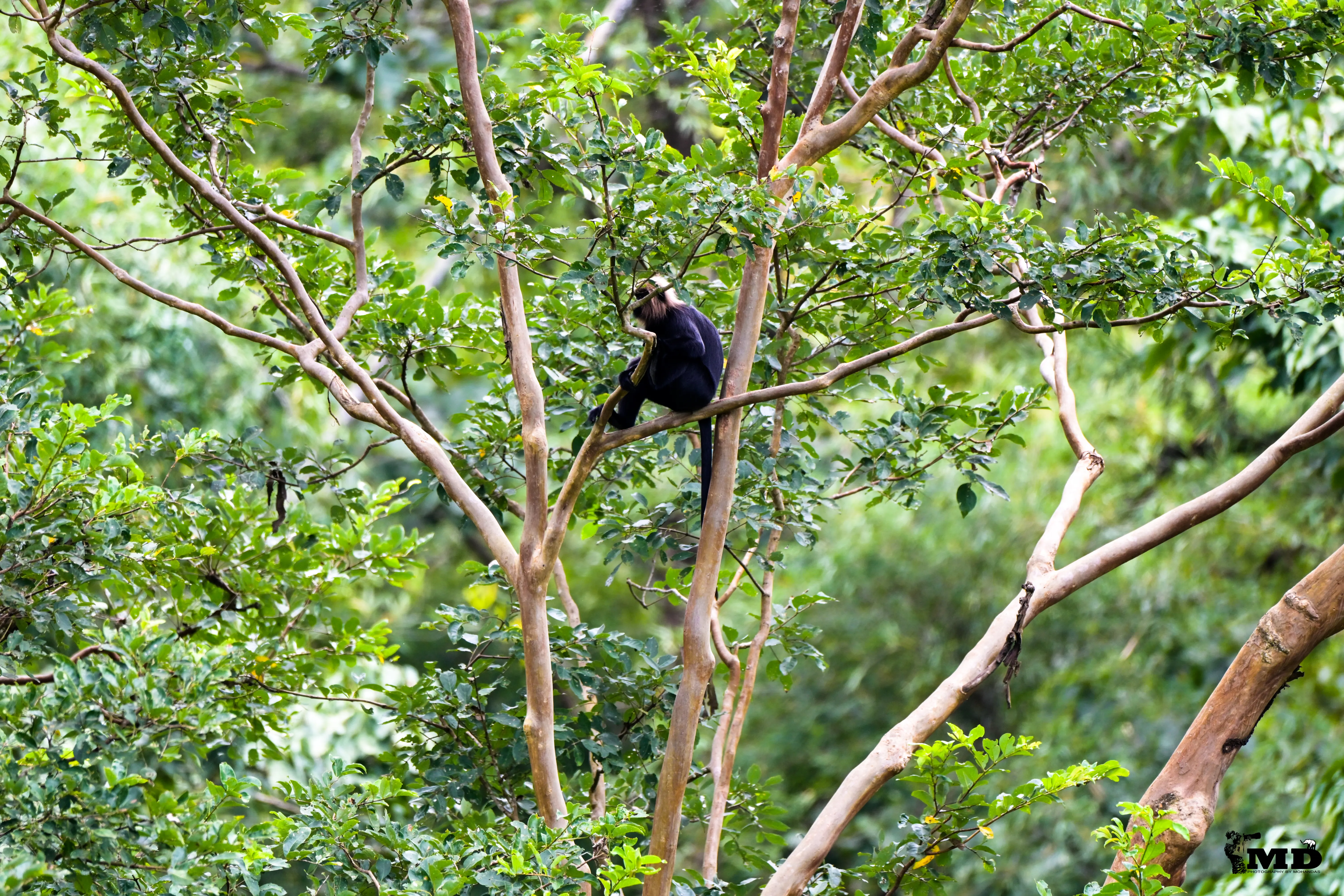 Nilgiri langur 