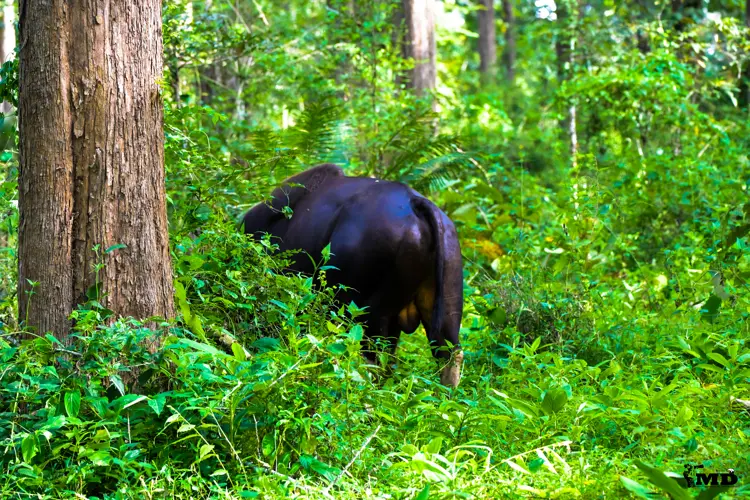 Indian Wild Gaur  at Parambikulam Tiger Reserve | Kerala | India