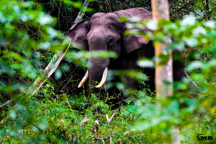 Wild Elephant at Parambikulam Tiger Reserve | Kerala | India