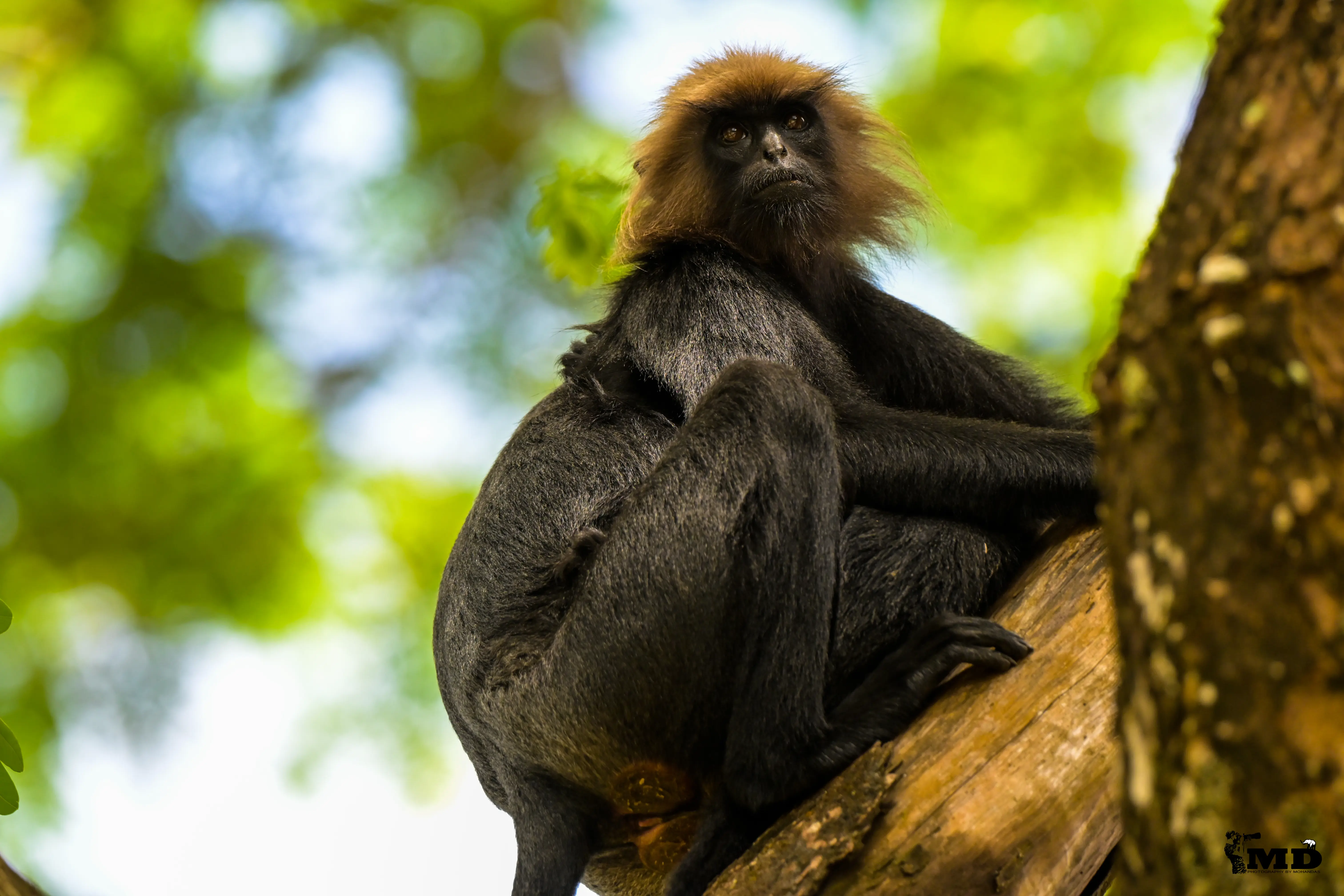 Nilgiri langur 