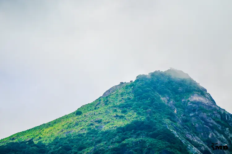 Wild Elephants at Parambikulam Tiger Reserve | Kerala | India