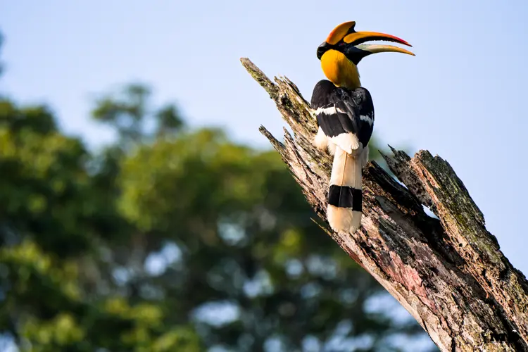 Great Indian Hornbill at Nelliapathi