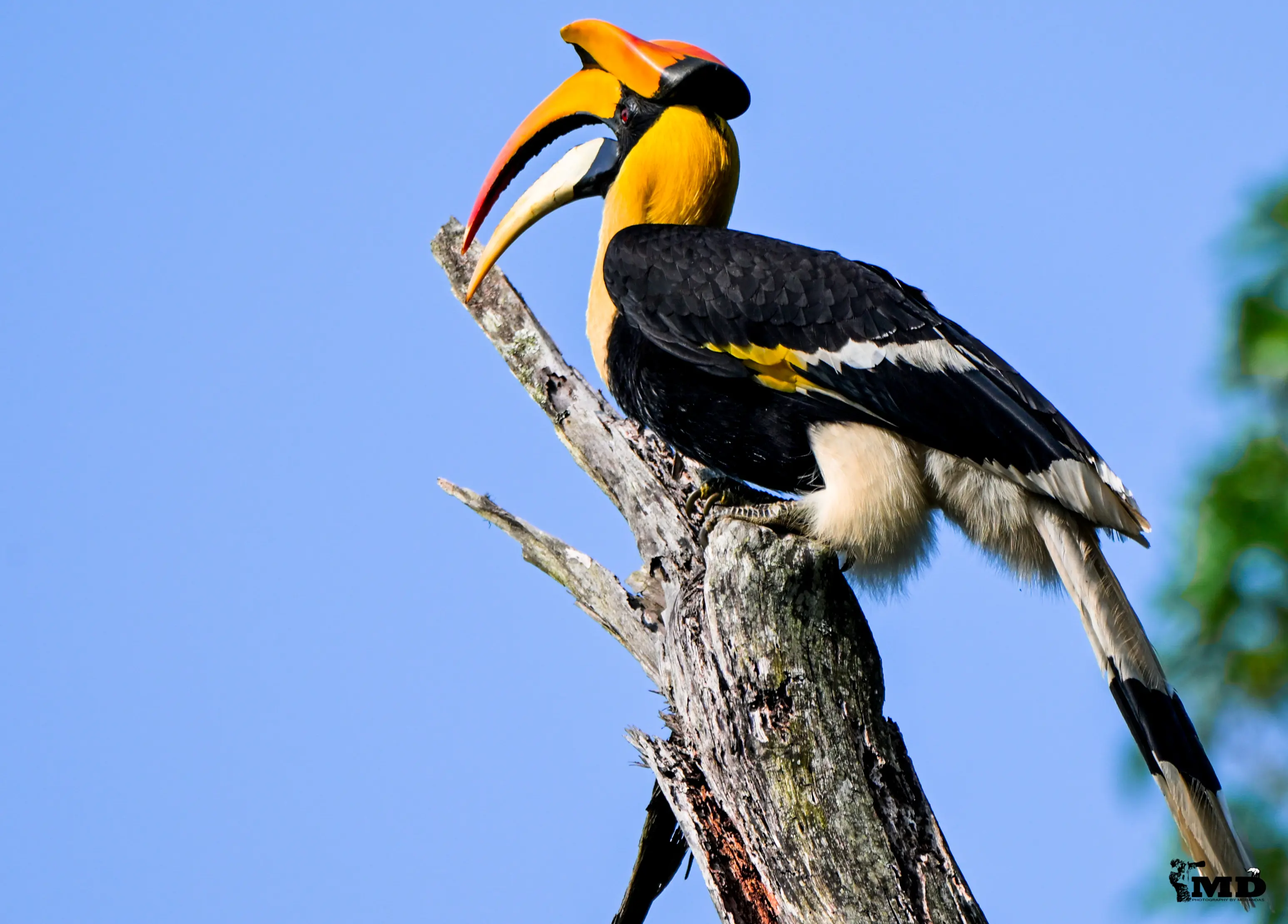 Great Indian Hornbill