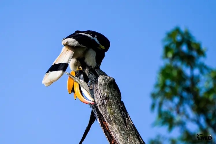 Great Indian Hornbill at Nelliapathi