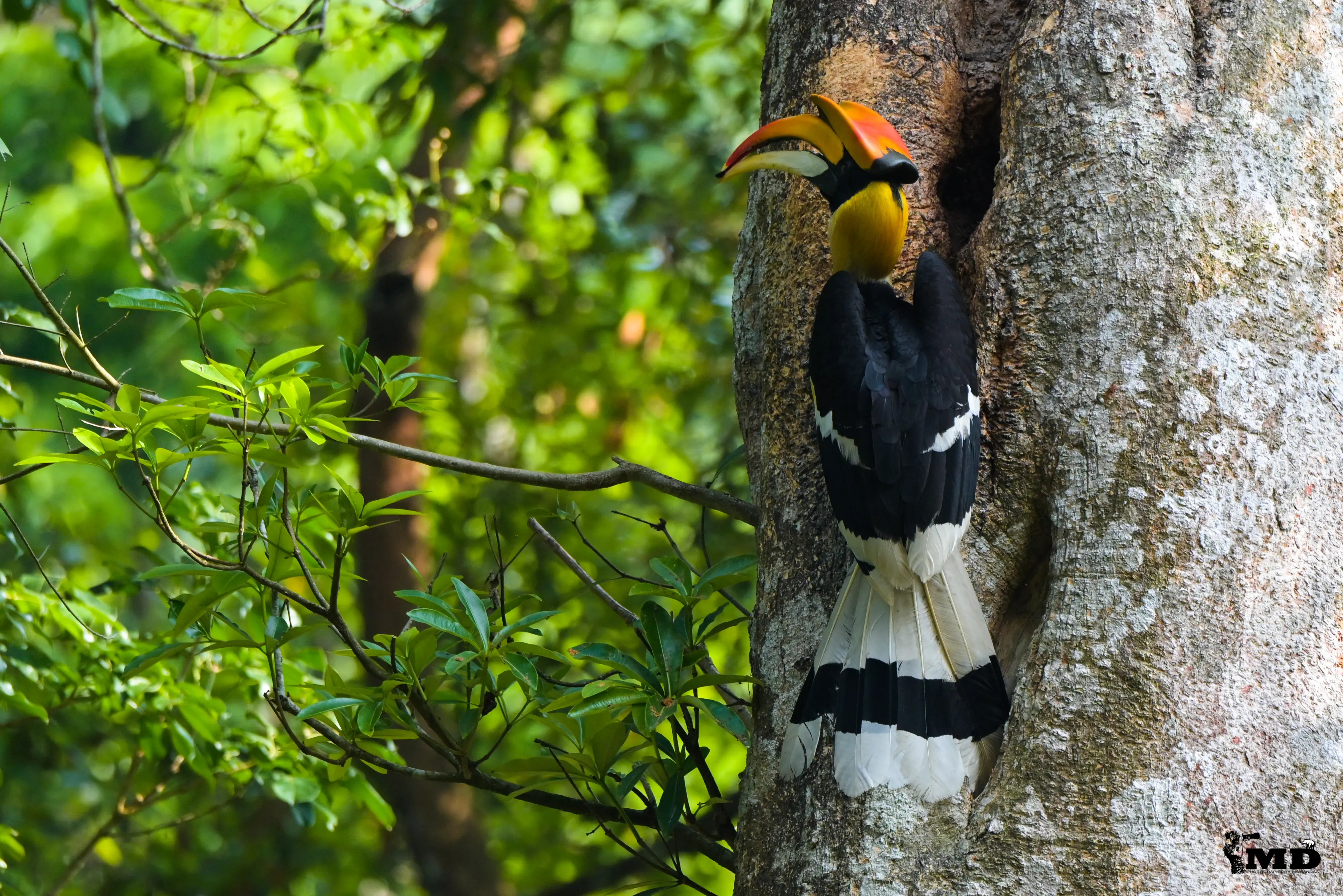 Great Indian Hornbill