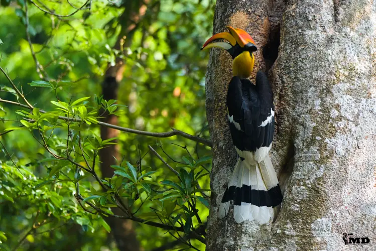 Great Indian Hornbill at Nelliapathi