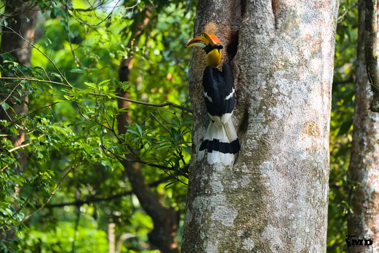 Great Indian Hornbill at Nelliapathi