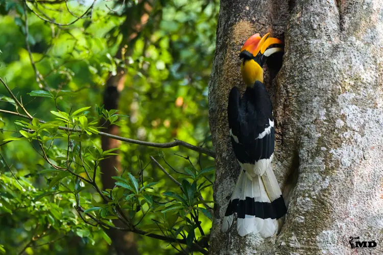Great Indian Hornbill at Nelliapathi